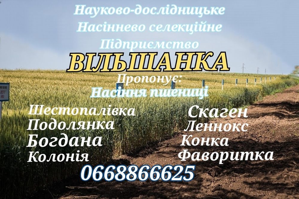 Купить насіння озимої пшениці