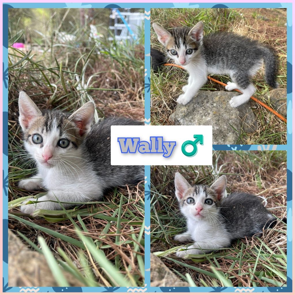 Gatos bebés para adoção