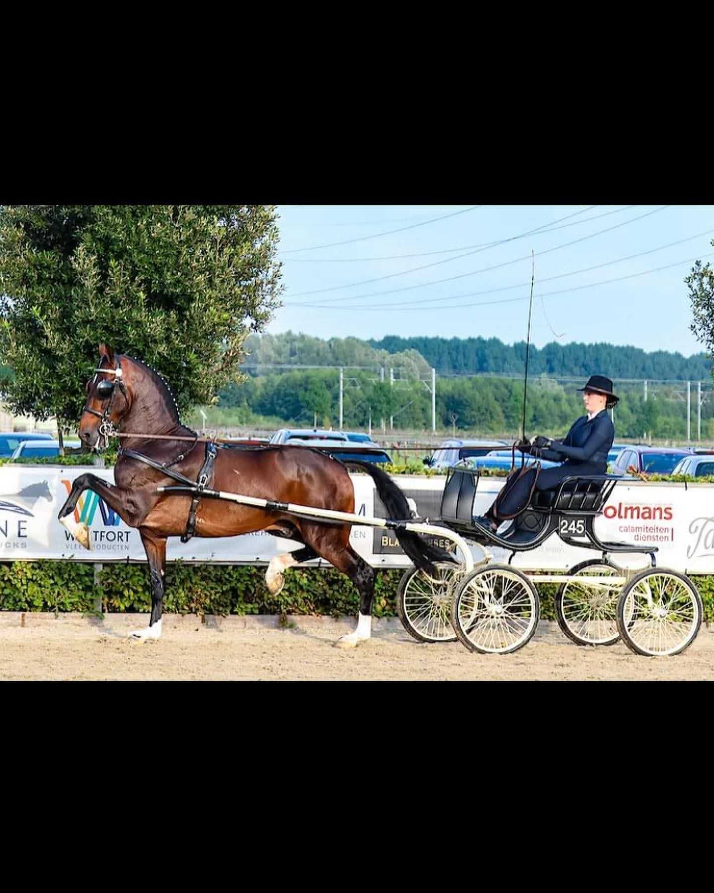 Wysoka klacz do sportu