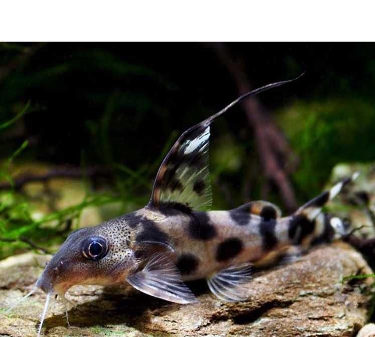 Sumik Synodontis Decorus; min 3 sztuki; ryba ok 5cm; Sklep AKWAREKS