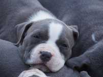 Amstaff szczeniak