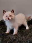 ULFI kocurek   Ragdoll do rezerwacji