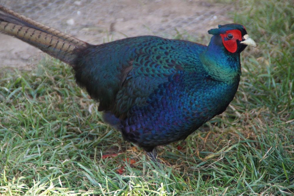 Bażanty melanistyczne