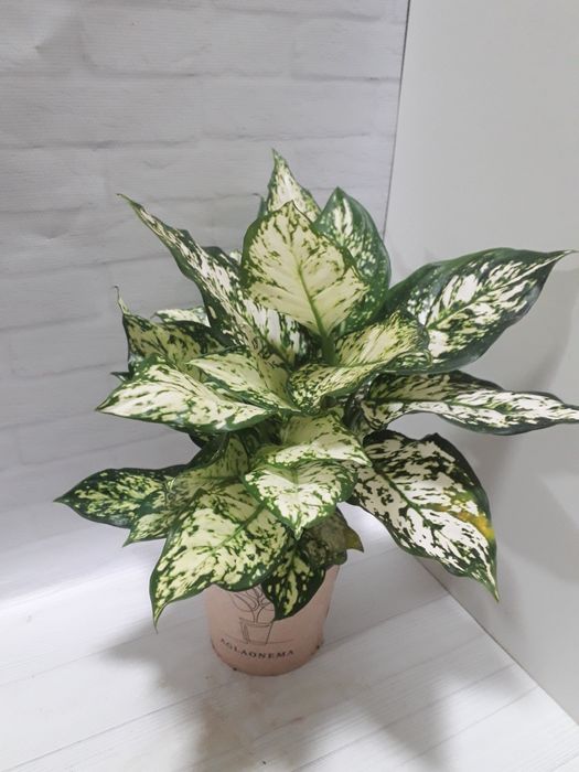 Аглаонема Ivory jade