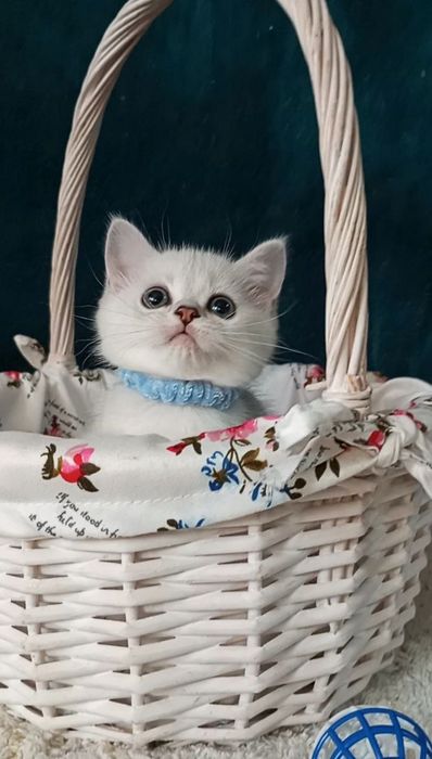 Котенок : Милый котошиншилленок.