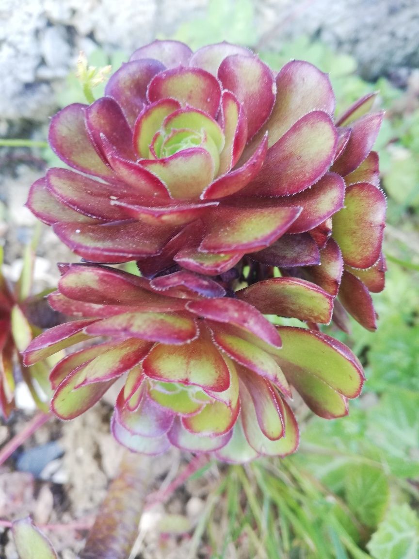 Aeonium arbureum e suculentas