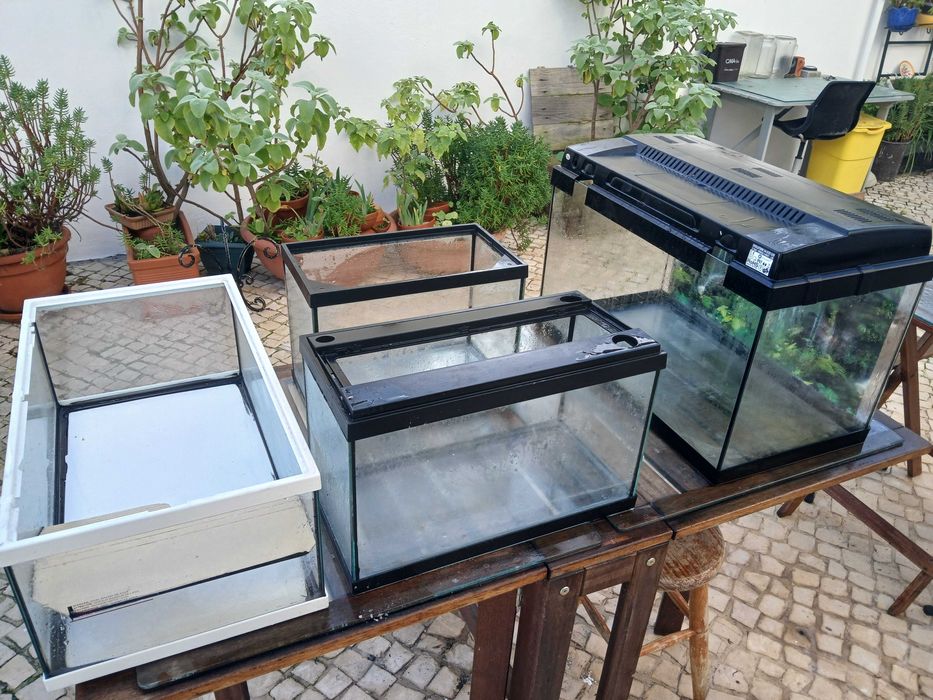 Vários aquários, pequenos e grandes usado