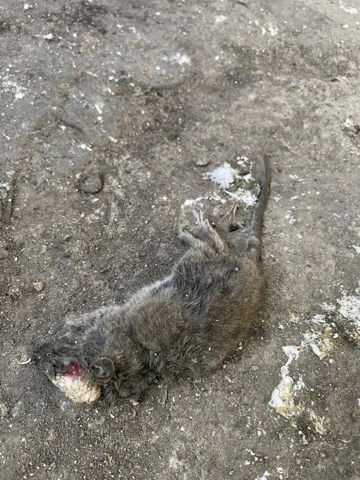 Уничтожение крыс Харьков , мышей , клопов , тараканов С Гарантией