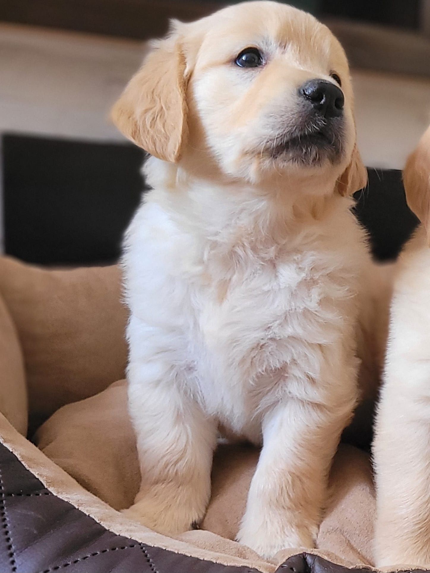 Golden Retriever piesek