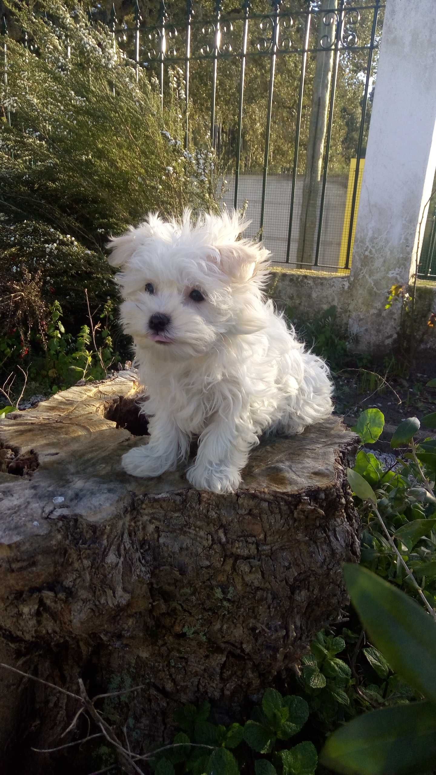 Linda fêmea Bichon Maltês miniatura