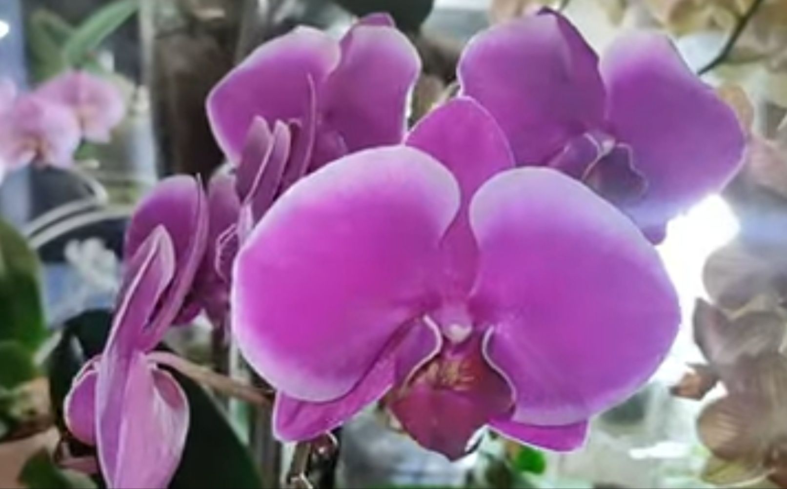 Продаю орхідею- Pretoria