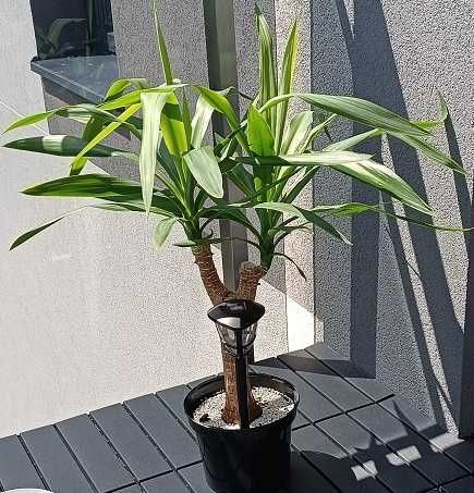 juka gwatemalska (Yucca elephantipes) XXL + GRATIS