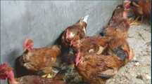 Patos galinhas perus gansos