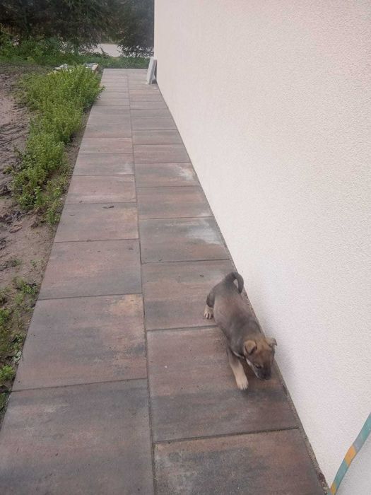 Oddam suczkę - nierasowy