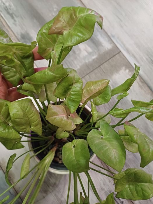 Syngonium milk confetti