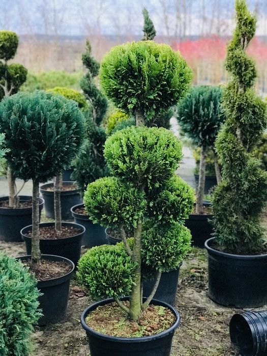 Bonsai Ivonne 7-9 kul Wys. 130 -150 cm Cena 450 zl