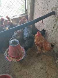 Vendo galos, de bom porte, são posturas das minhas galinhas e galos