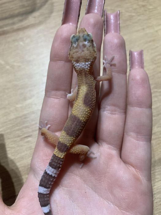 Gekon lamparci Tremper Albino