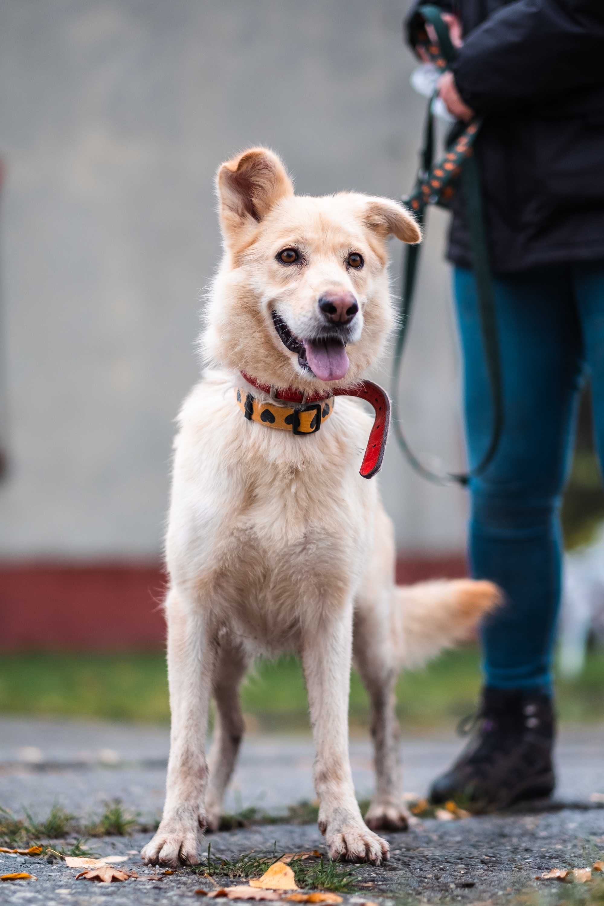 Śnieżka mix husky szuka domu