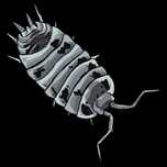 Porcellio laevis dairy cow