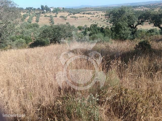 Terreno/Olival = NOVO PREÇO!!