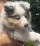 Owczarek szetlandzki sheltie sunia