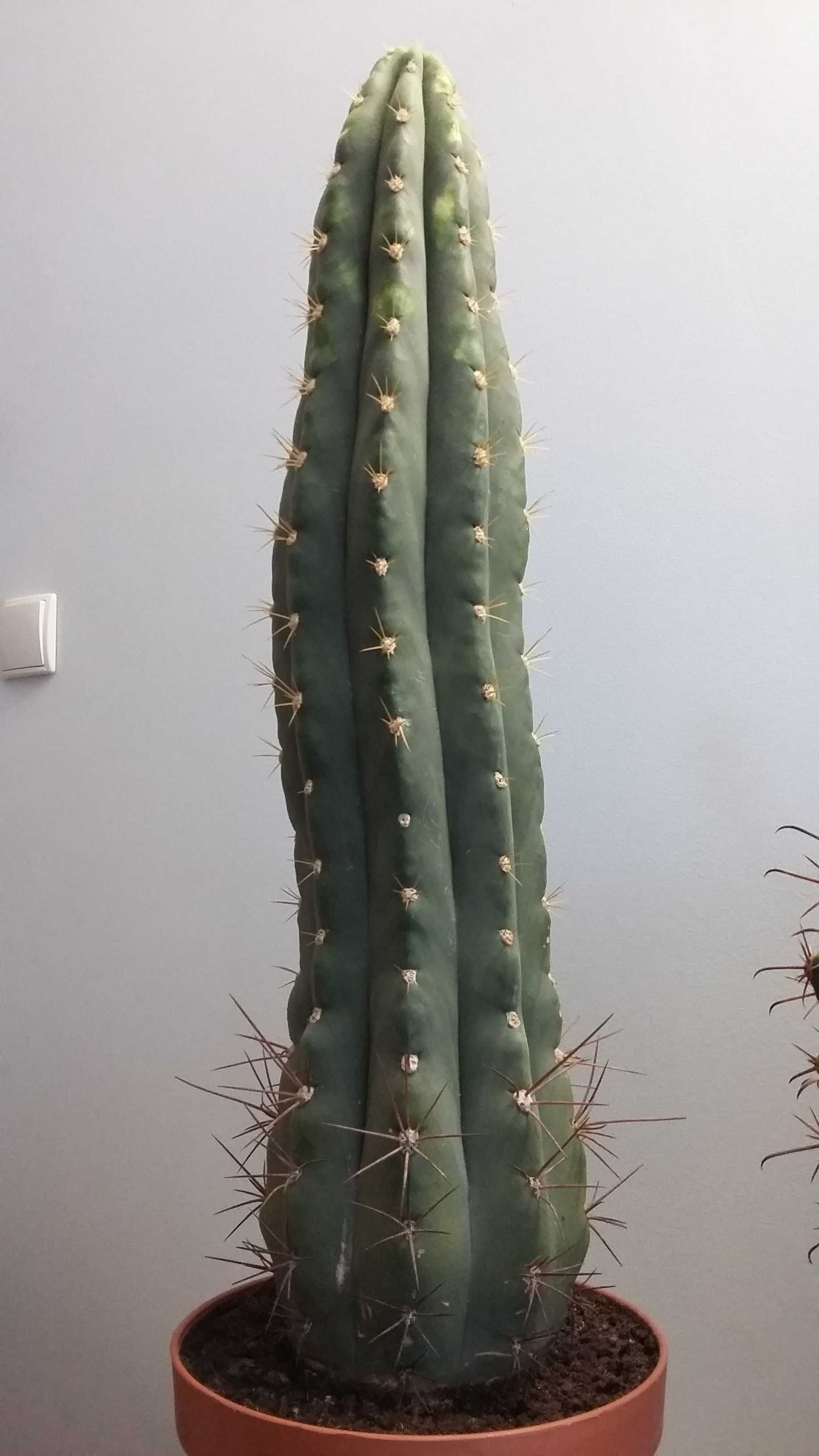 Kaktus Echinopsis wysoki 75 cm