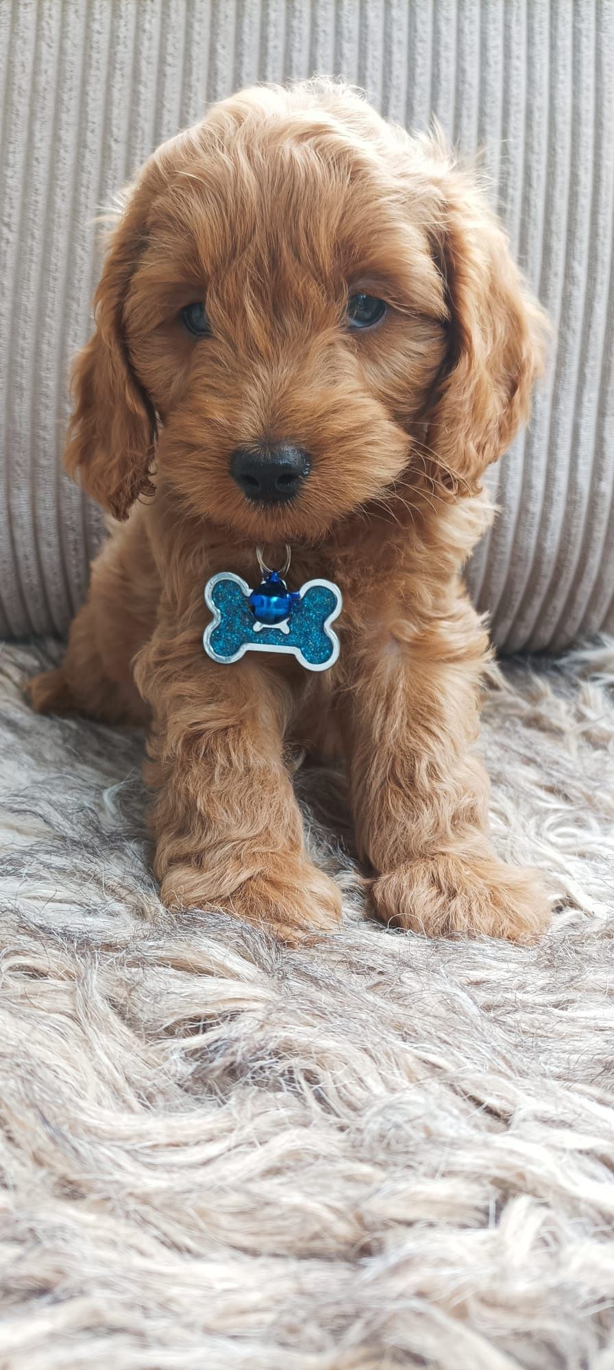 Cavapoo F1B Cavapoo&Pudel Miniaturowy