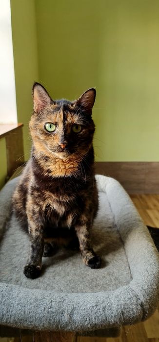 Черепахова киця Черіза