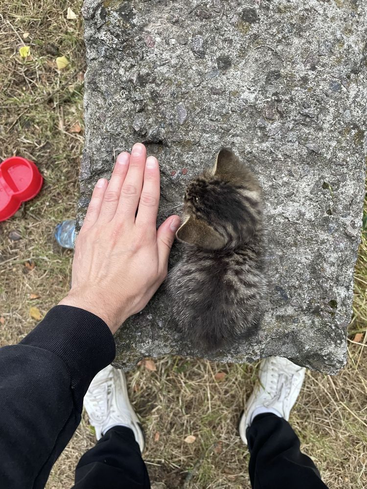 Кіт, котик, кошеня