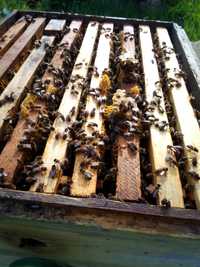 Бджолопакети.  Вознесенск