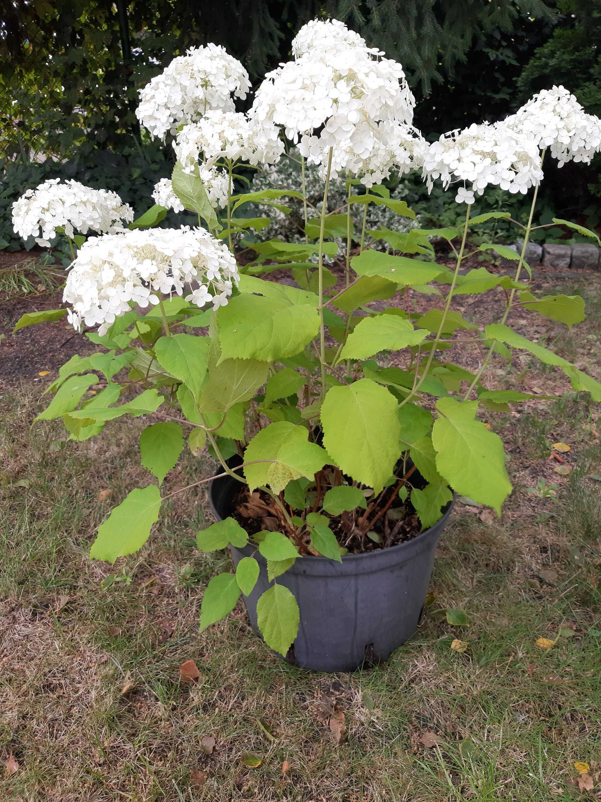 hortensja anabelle