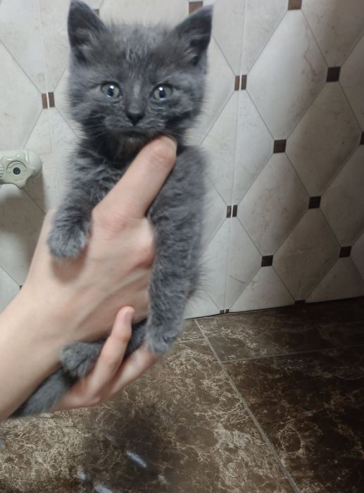 Кошеня Британське