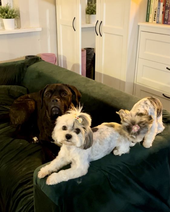 Domowy hotel dla psow - opieka dzienna, weekendowa i dluzsza - Gdynia