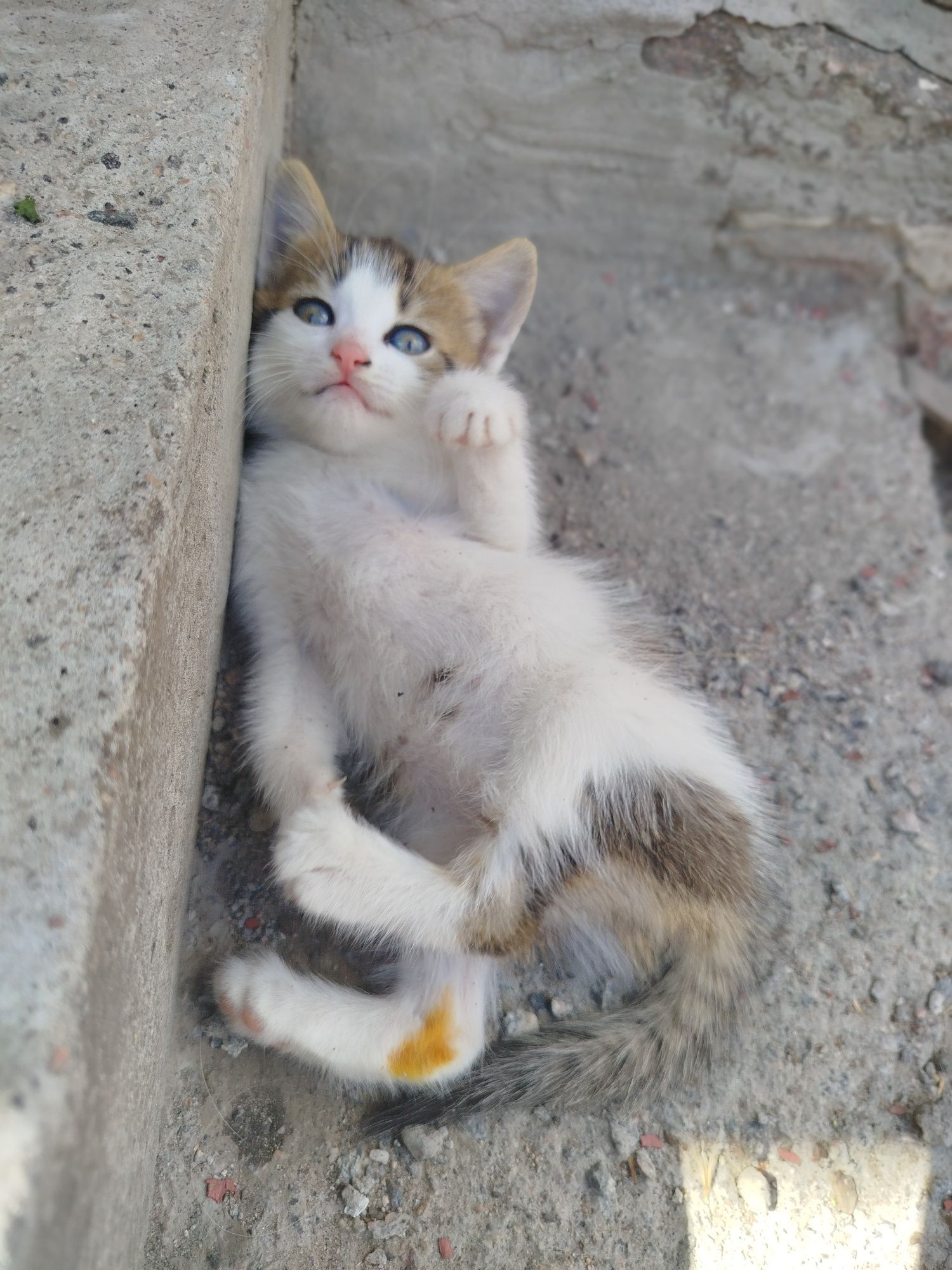 Віддам безкоштовно