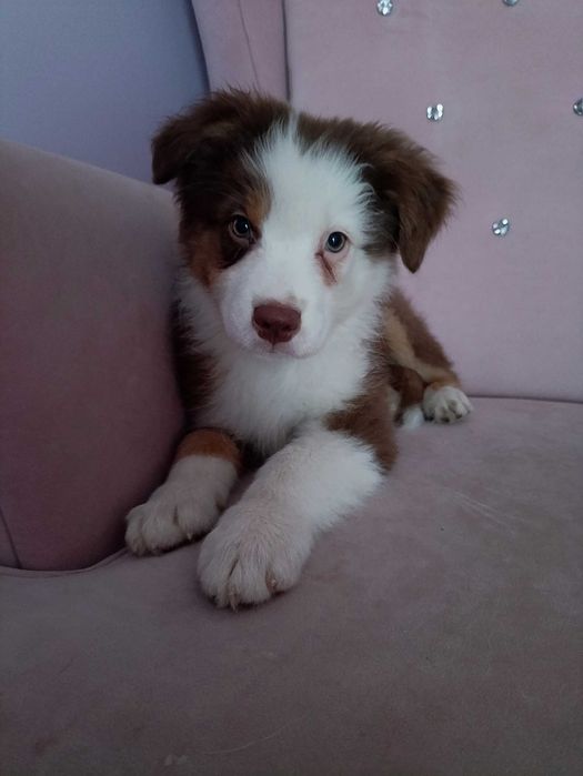 Owczarek australijski piesek red tri, długi ogon gotowy do zmiany domu