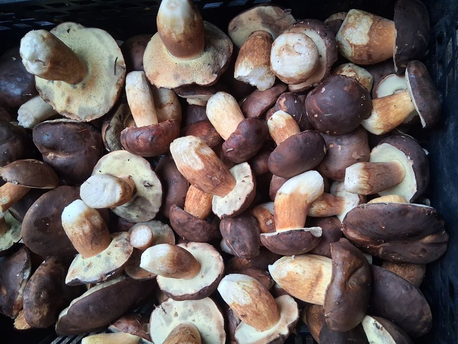 Podgrzybki świeże dzisiaj zbierane