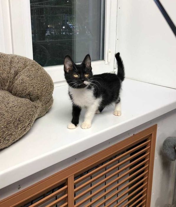 Кошенятко Марсі  ручна, добра, грайлива дівчинка, їй 3,5 місяці.