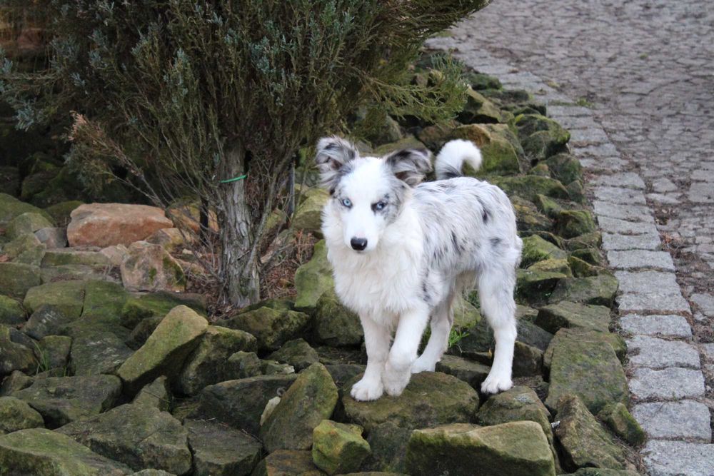 Border collie dziewczynka NAK-SU - ZKwP - gotowa do zmiany domu