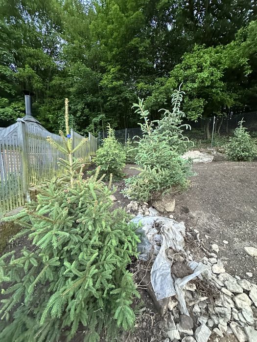 Świerk srebrny ogordzenie żywopłot sadzenie transport