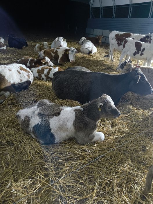 Odsadki - byk_ jałówka