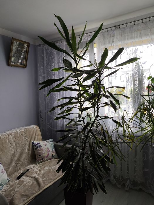 Dracena  z doniczką