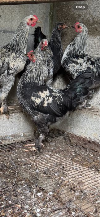 Granizo machos cruzados com brahma