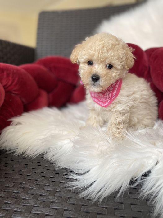 Дівчатка міні мальтипу ф1