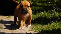 Euforia, płowa suczka Amstaff FCI,  American staffordshire terrier