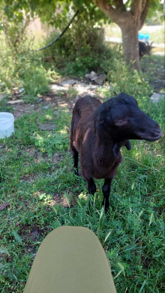 Vendo estas cabras