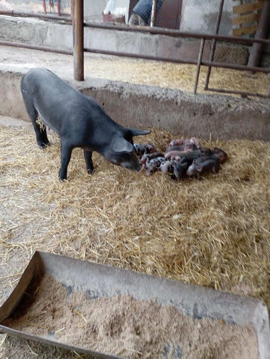 Продам свиноматку с поросятами