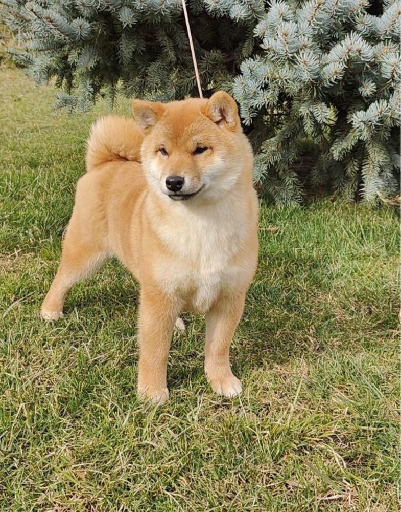 Дівчатка шиба іну, Shiba Inu. З Рідкісним Родовідом.