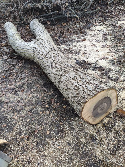 Orzech włoski pień