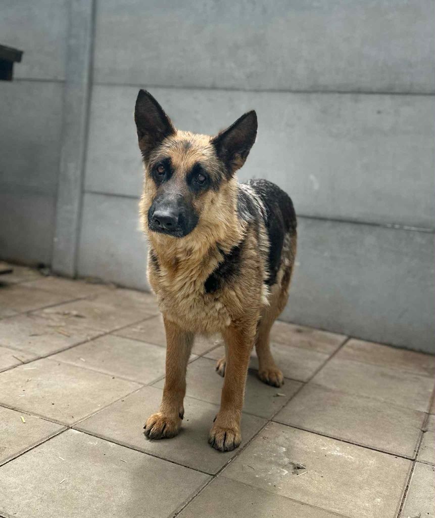 Owczarek niemiecki pies i suczka razem do adopcji